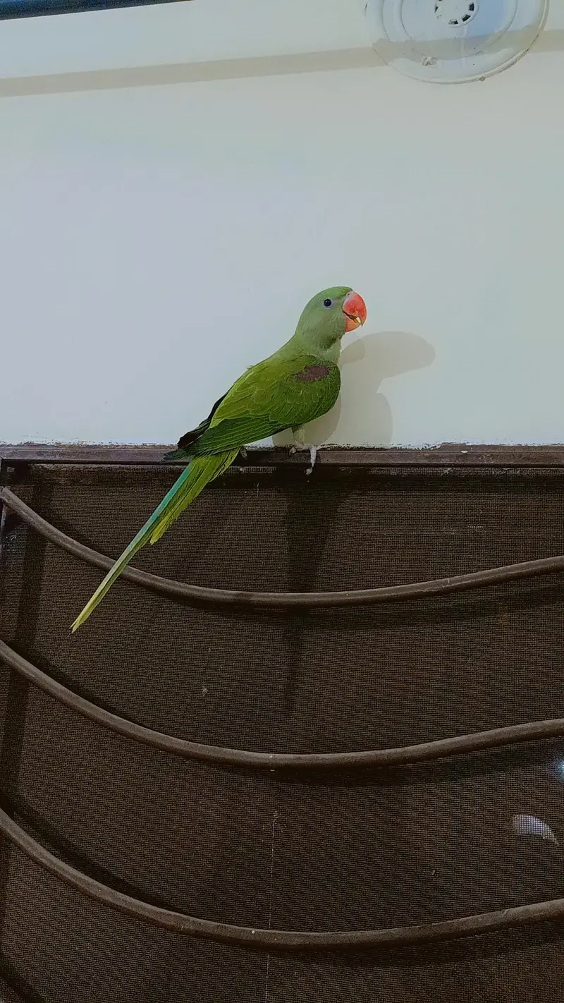 Kashmir Raw parrots Chicks almost self — photo 5