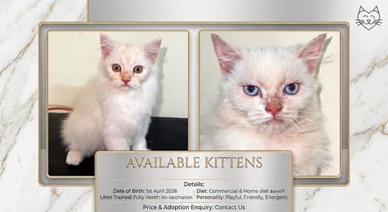 I want to give those who have already have cats and take care these