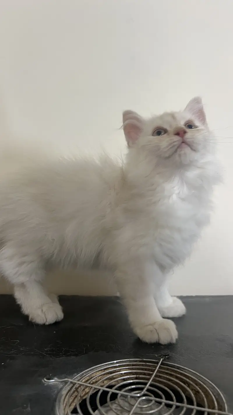 I want to give those who have already have cats and take care these — photo 2