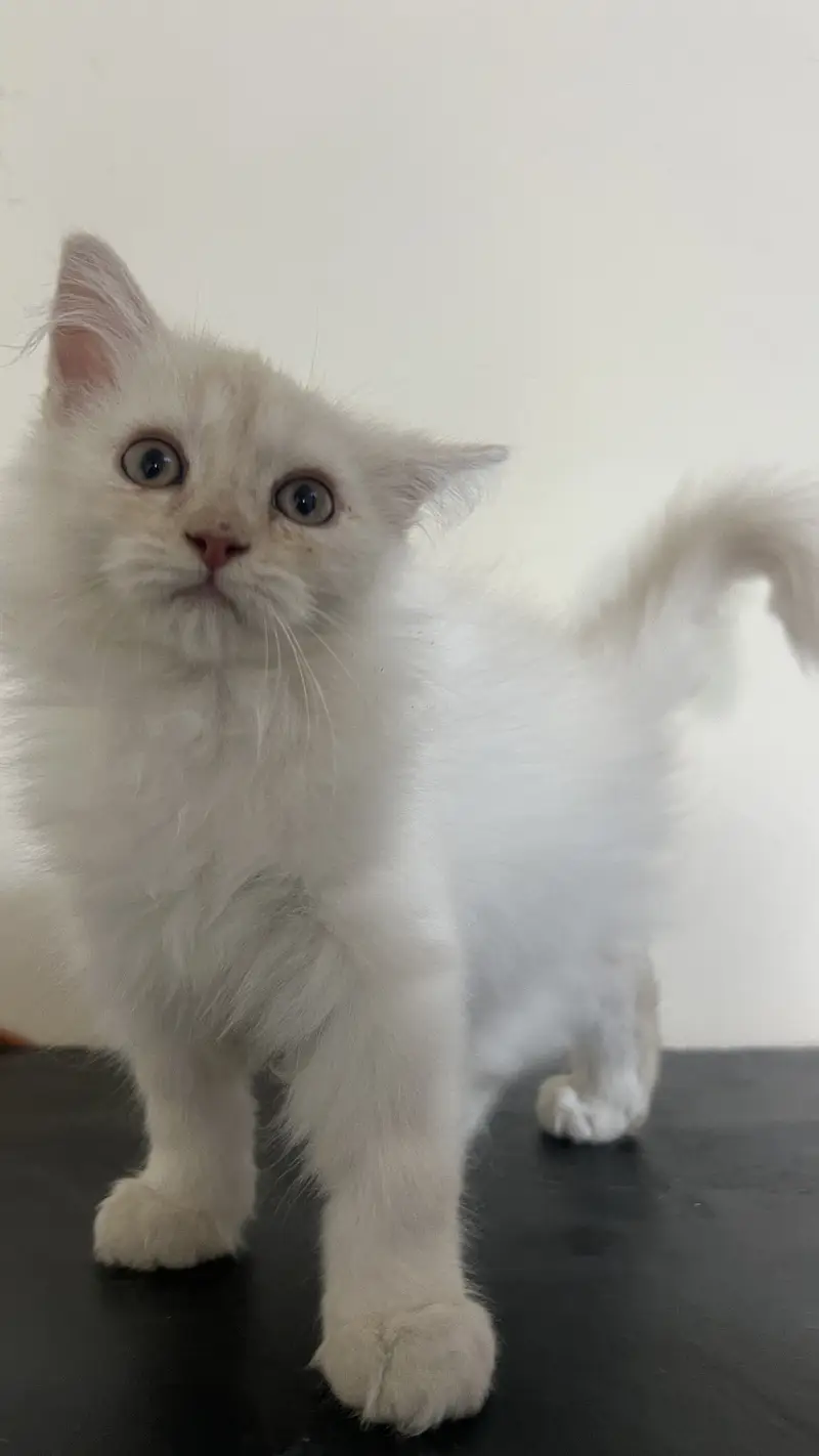 I want to give those who have already have cats and take care these — photo 3