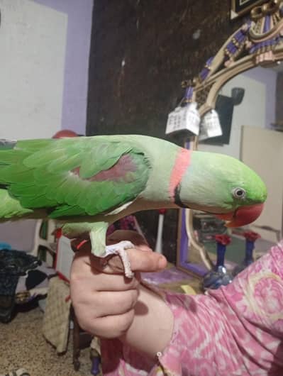 parrot lover contect me gr Ka train SB Kuch krta h 03170502578