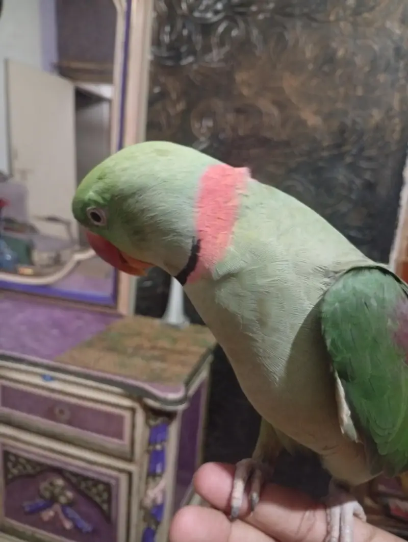 parrot lover contect me gr Ka train SB Kuch krta h 03170502578 — photo 2