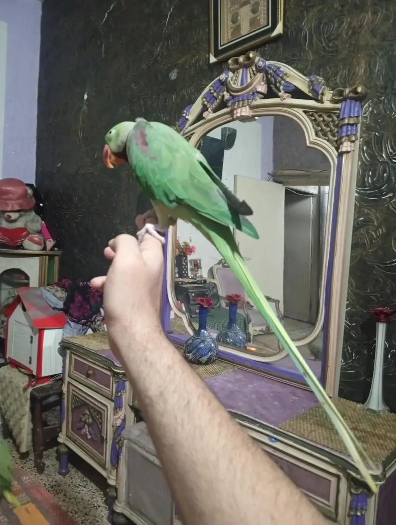 parrot lover contect me gr Ka train SB Kuch krta h 03170502578 — photo 3