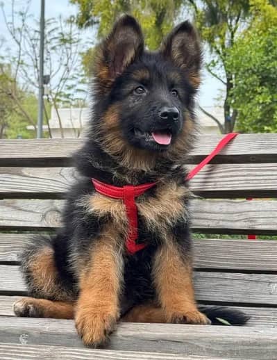 German shepherd puppies contact WhatsApp contact [0343=24=55=191]