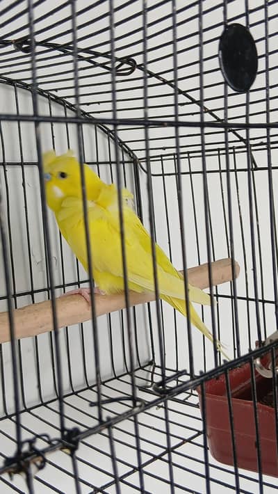 Hogormo Male
