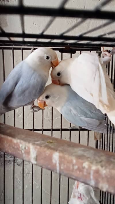 Lovebirds, Love birds, Love bird for sale