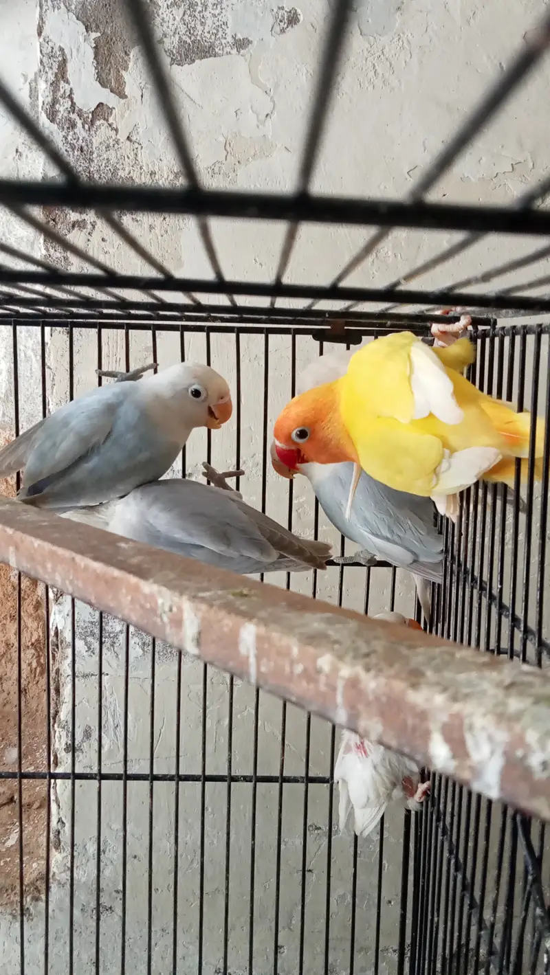 Lovebirds, Love birds, Love bird for sale — photo 2