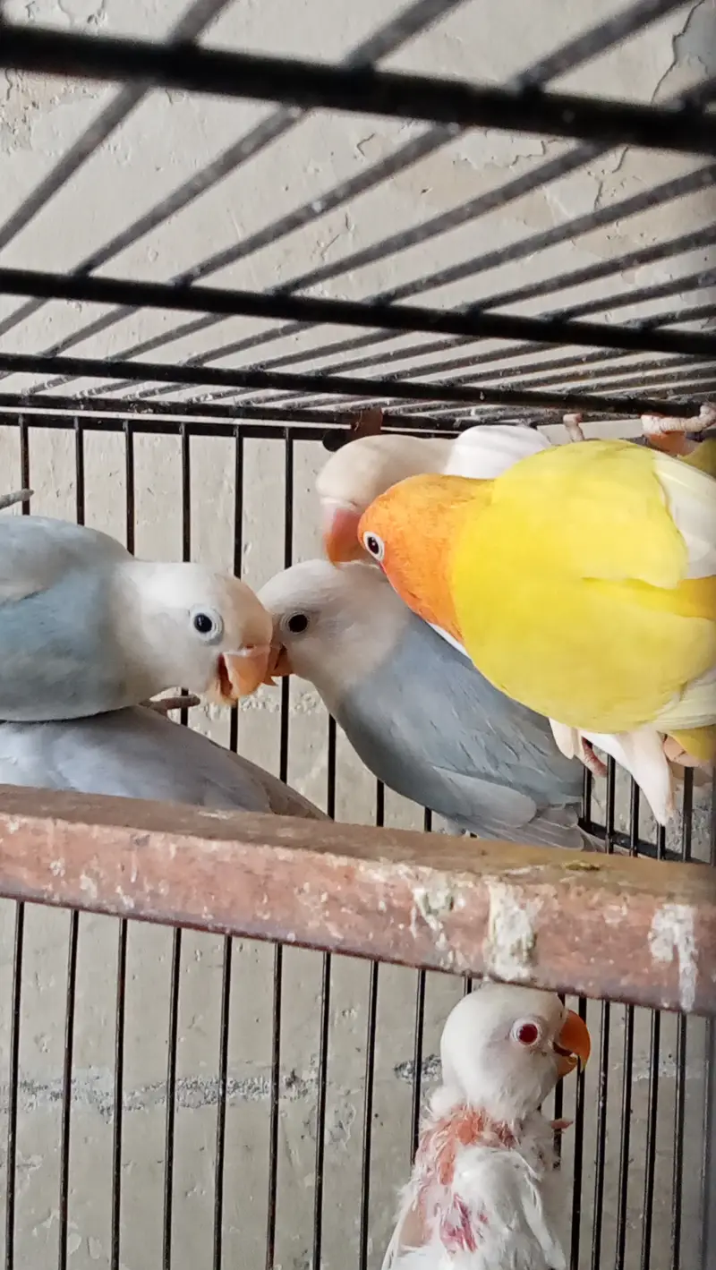 Lovebirds, Love birds, Love bird for sale — photo 3