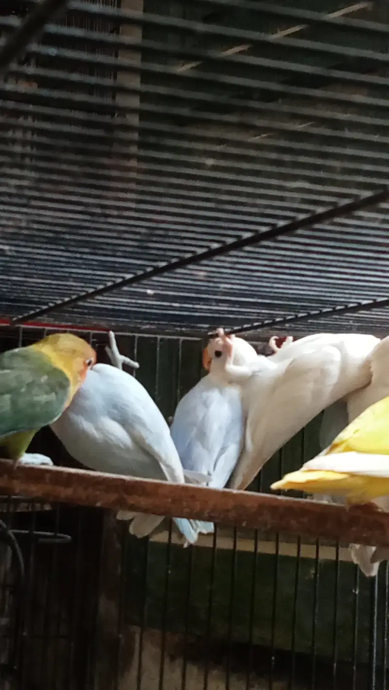 Lovebirds, Love birds, Love bird for sale — photo 4