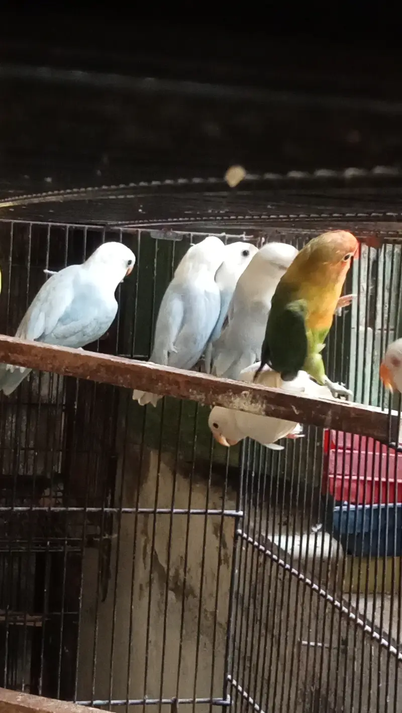 Lovebirds, Love birds, Love bird for sale — photo 5
