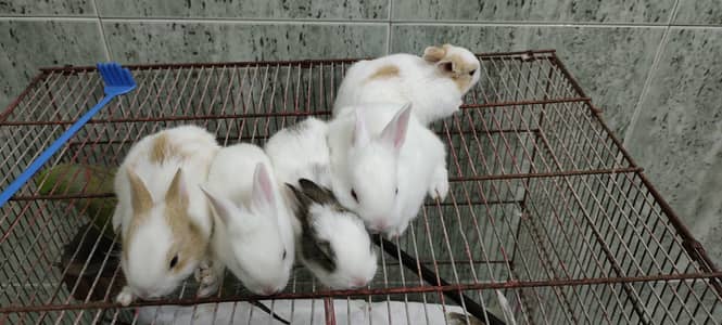 adorable babies