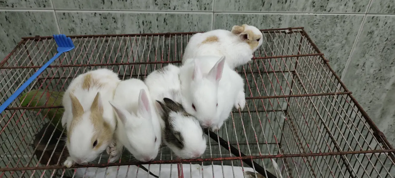 adorable babies