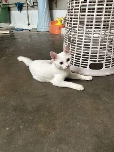 Pure White Playful Cat for Sale , urgent sale