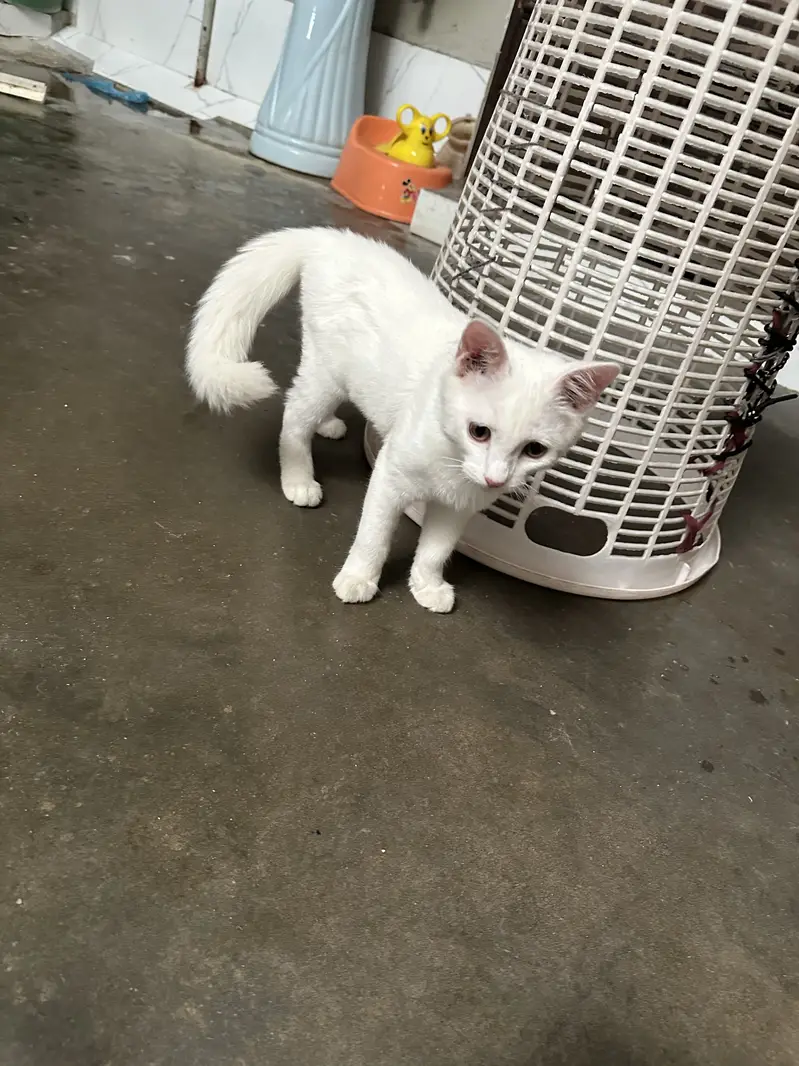 Pure White Playful Cat for Sale , urgent sale — photo 3