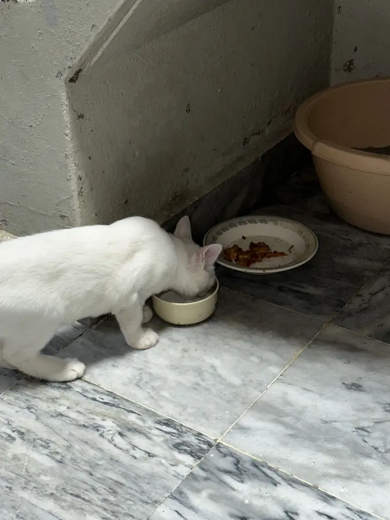 Pure White Playful Cat for Sale , urgent sale — photo 4