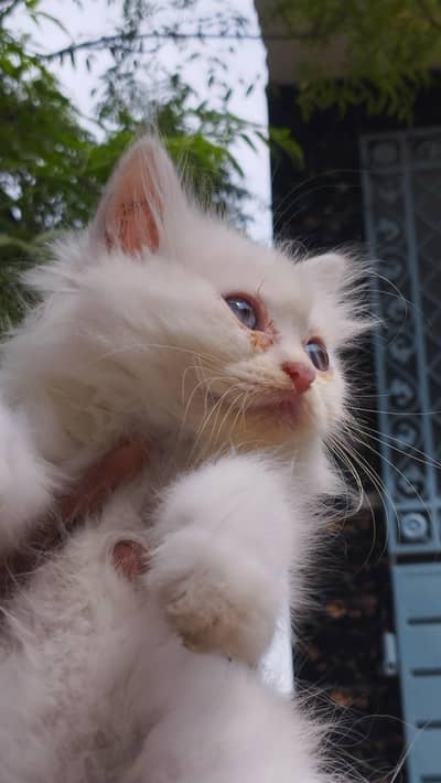 White blue eyes triple coat kitten