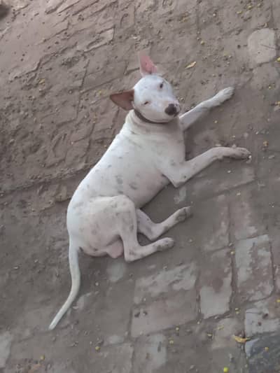 bulltier dog for sale