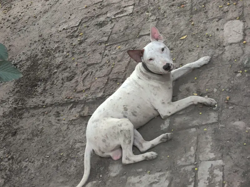 bulltier dog for sale — photo 2