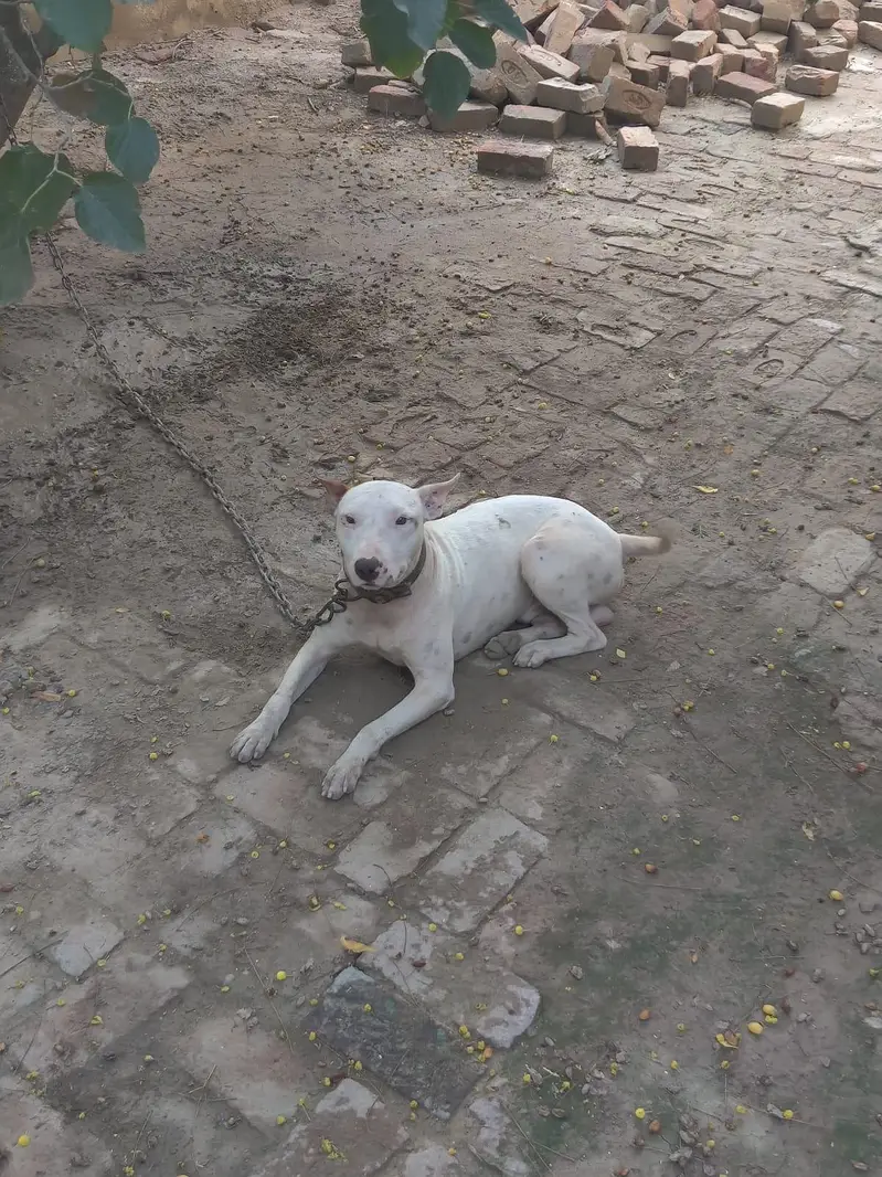 bulltier dog for sale — photo 3