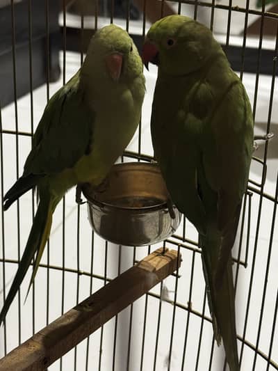 Talking parrot