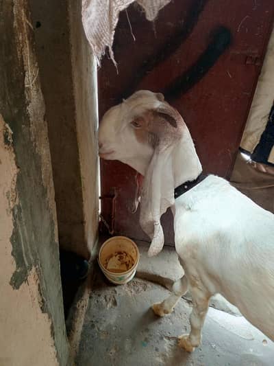 Bakri For Sale