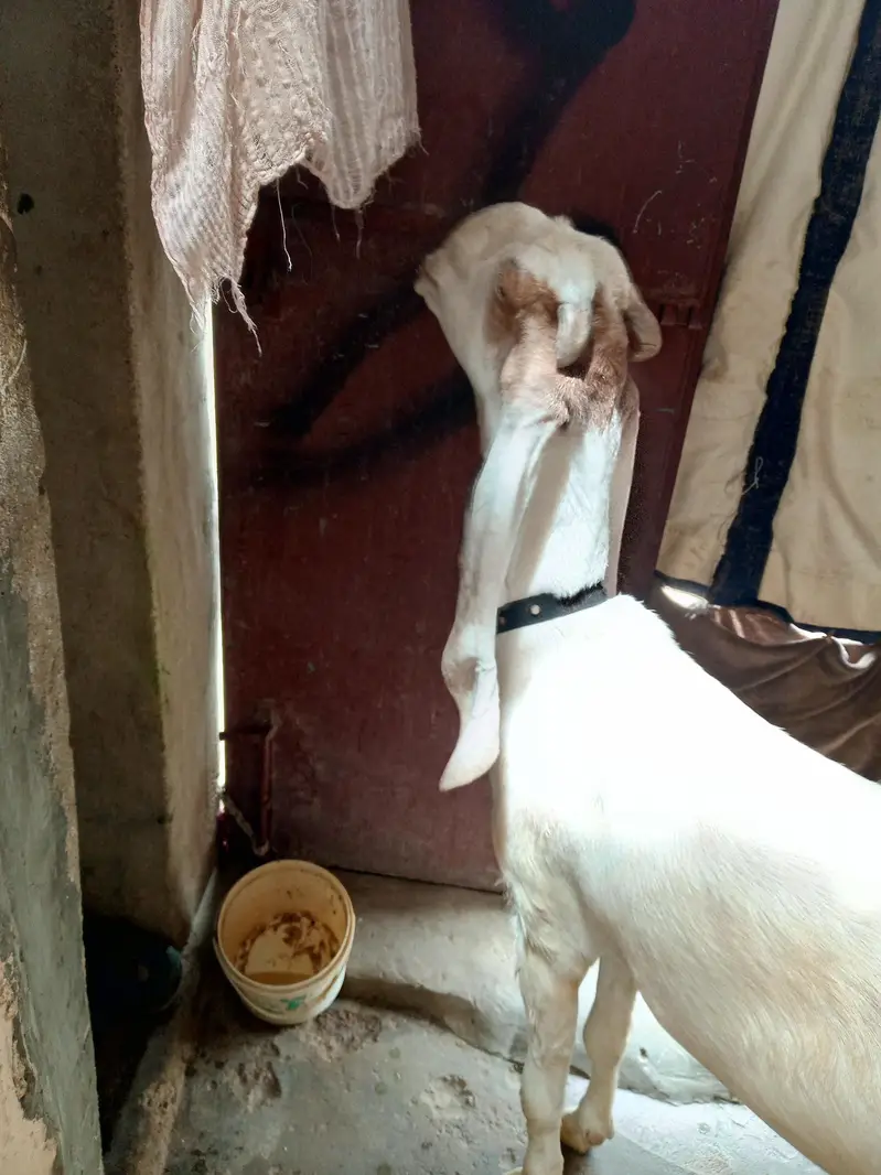 Bakri For Sale — photo 3