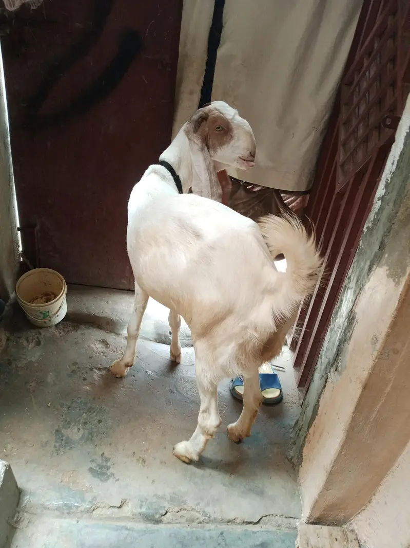 Bakri For Sale — photo 4