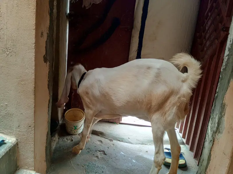 Bakri For Sale — photo 5