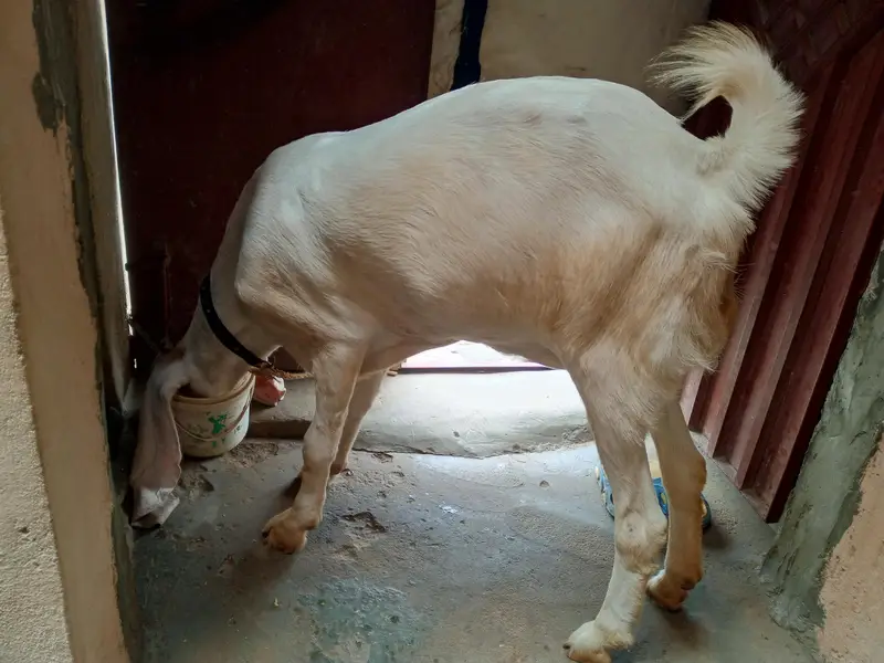 Bakri For Sale — photo 6