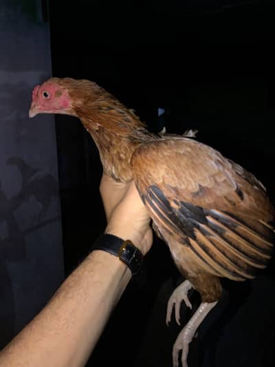 aseel Female for sale