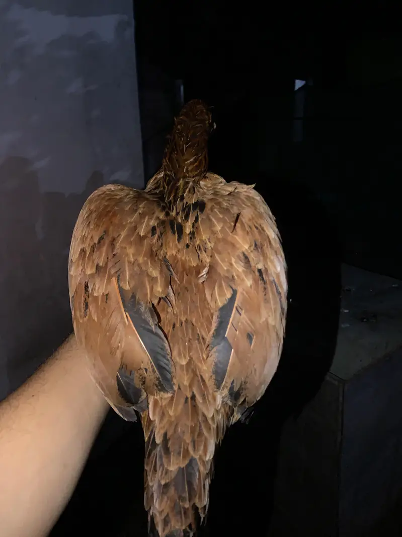 aseel Female for sale — photo 2