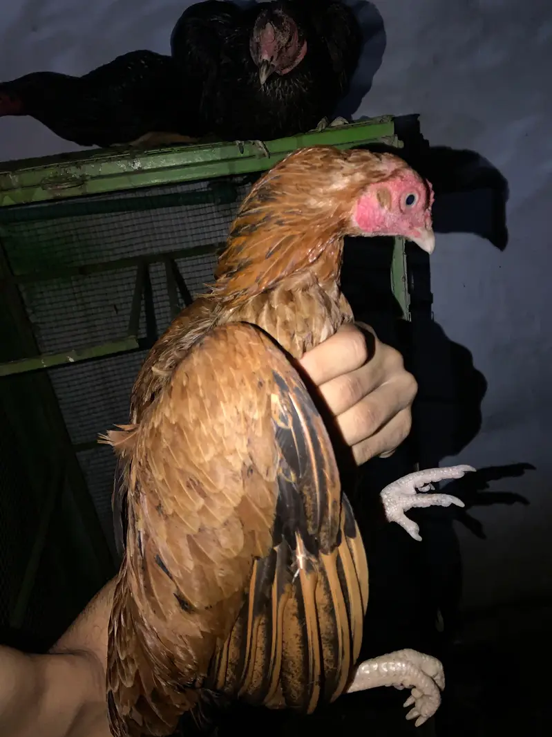 aseel Female for sale — photo 3
