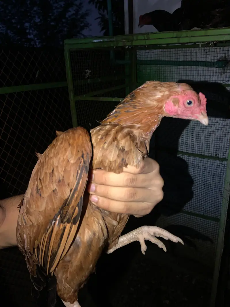 aseel Female for sale — photo 4