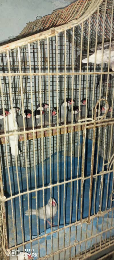 jawa finches
