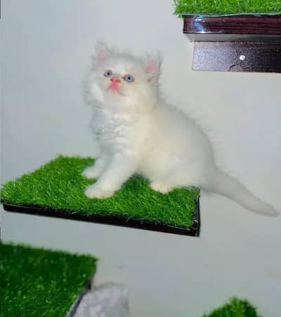 (Persian female kitten) (for sale all) (Pakistan delivery available)
