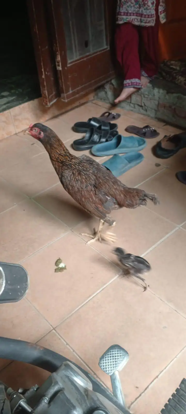 home breed — photo 4