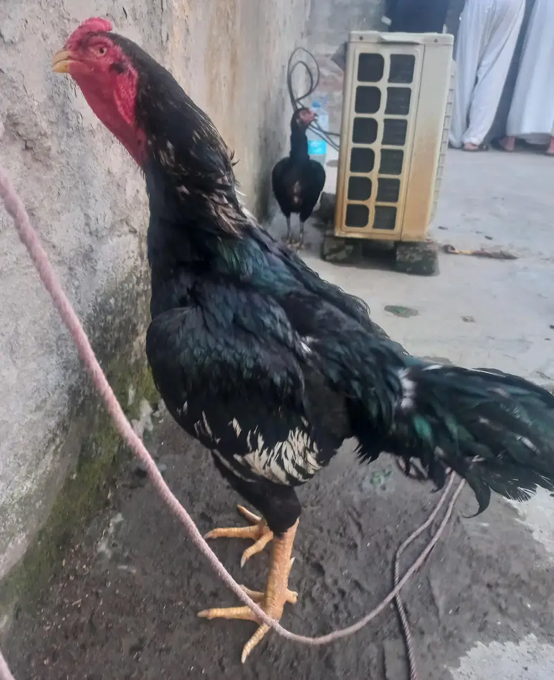 Aseel jawa pair for sale — photo 2