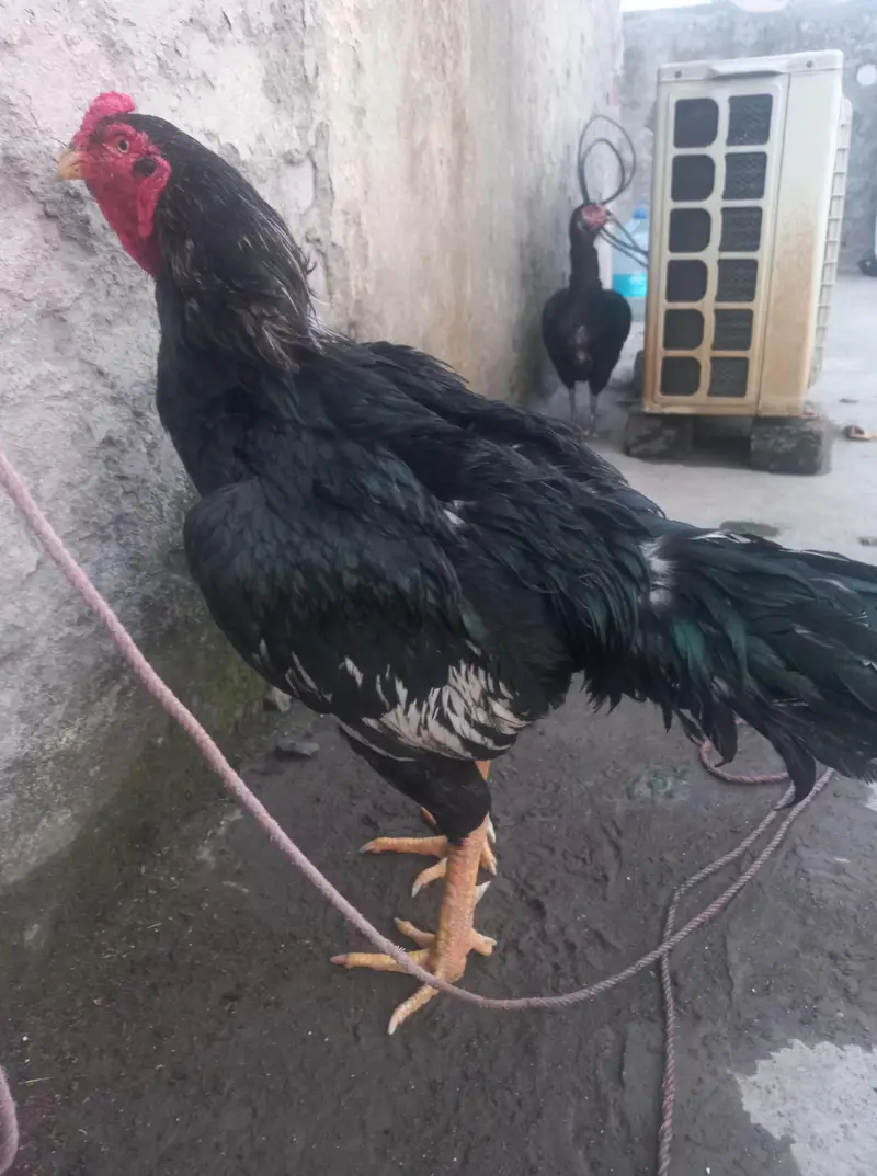 Aseel jawa pair for sale — photo 3