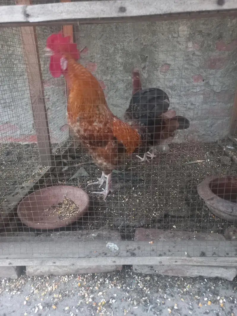 Aseel jawa pair for sale — photo 5