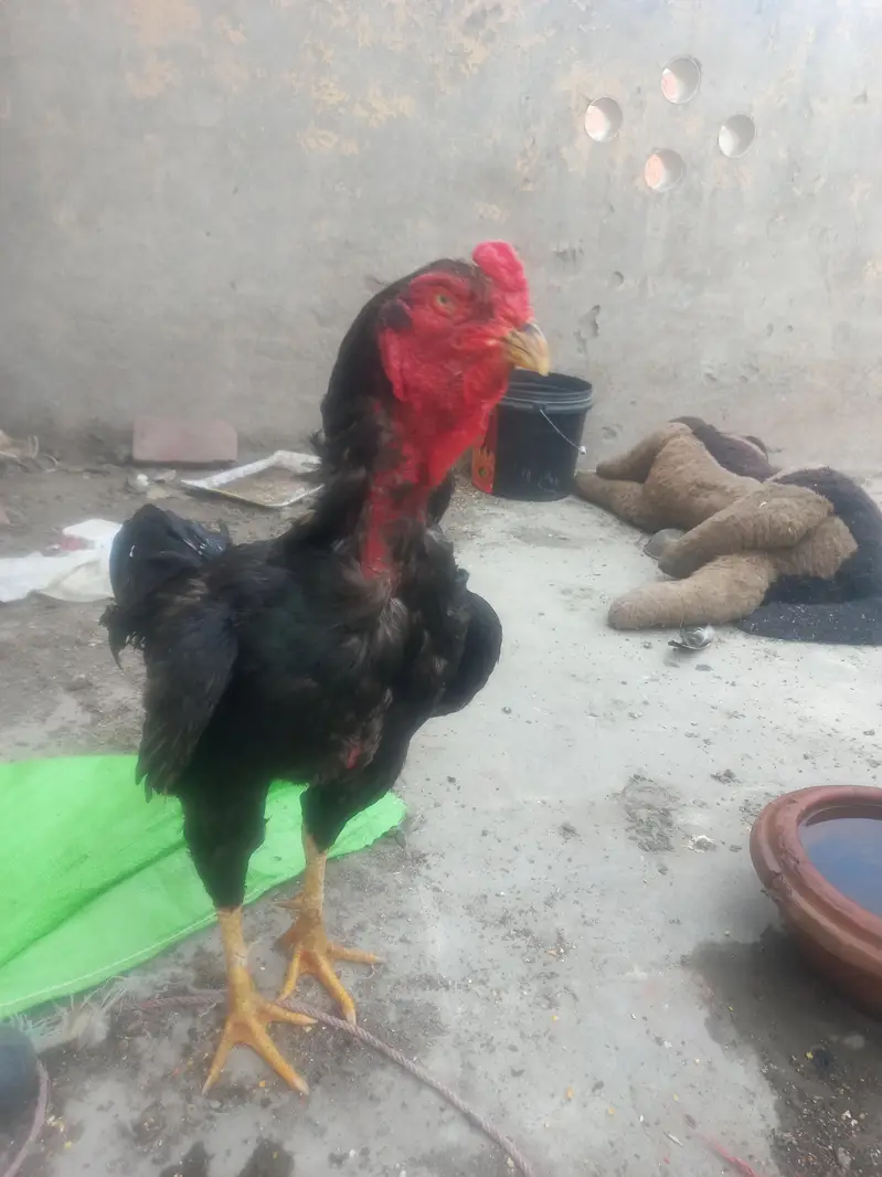Aseel jawa pair for sale — photo 7