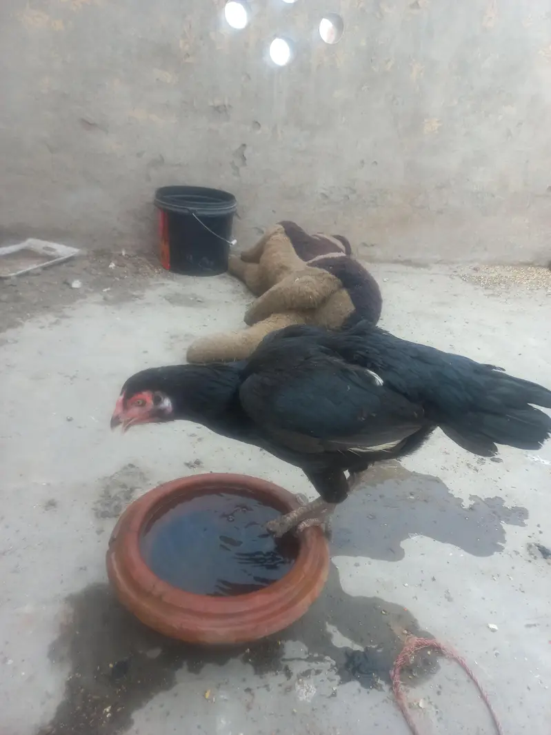 Aseel jawa pair for sale — photo 8
