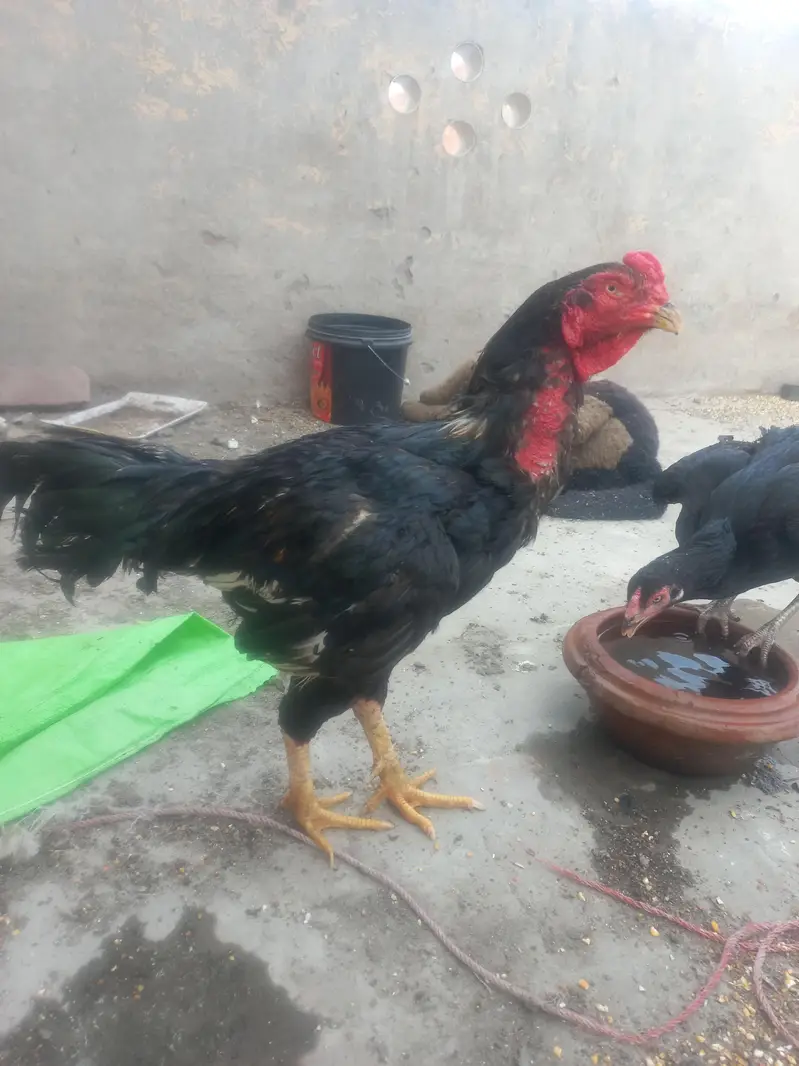 Aseel jawa pair for sale — photo 9