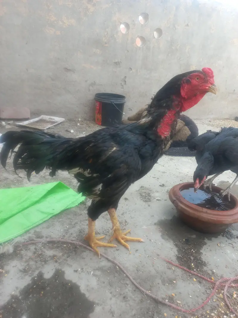 Aseel jawa pair for sale — photo 11