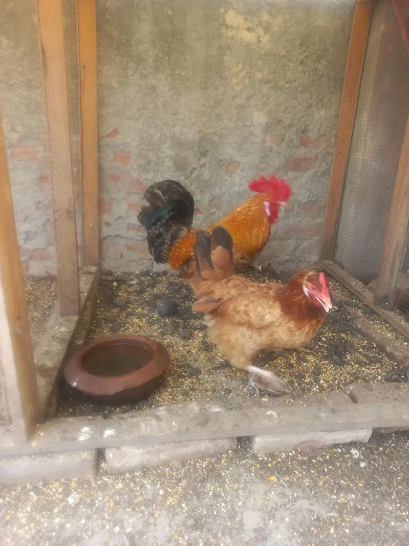 Aseel jawa pair for sale — photo 12