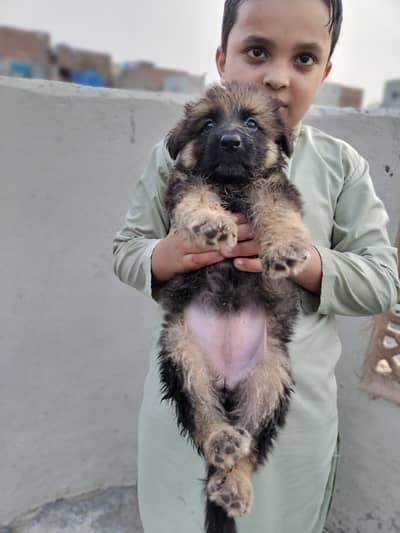German Shepherd Female puppy