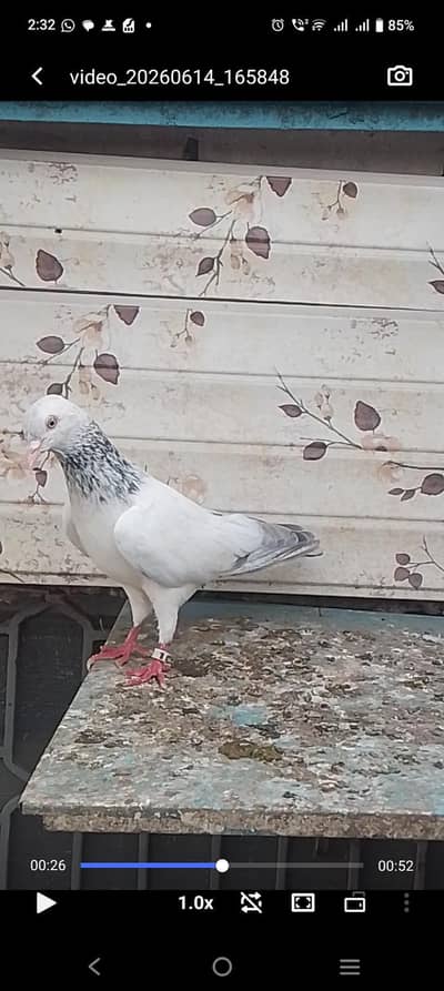 25 bachy for sale parents are attached