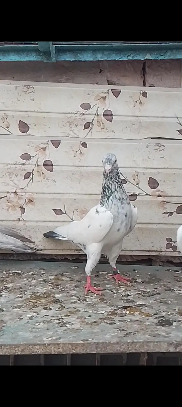 25 bachy for sale parents are attached — photo 2
