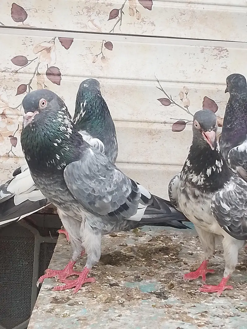 25 bachy for sale parents are attached — photo 3