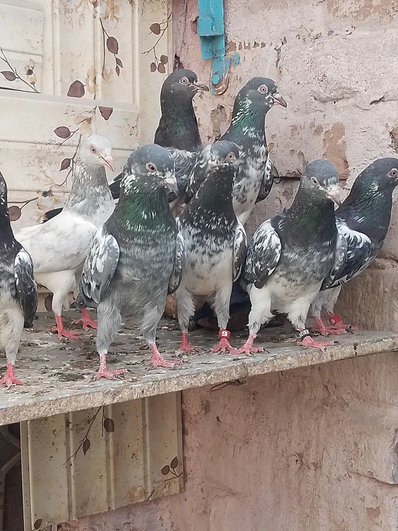 25 bachy for sale parents are attached — photo 4