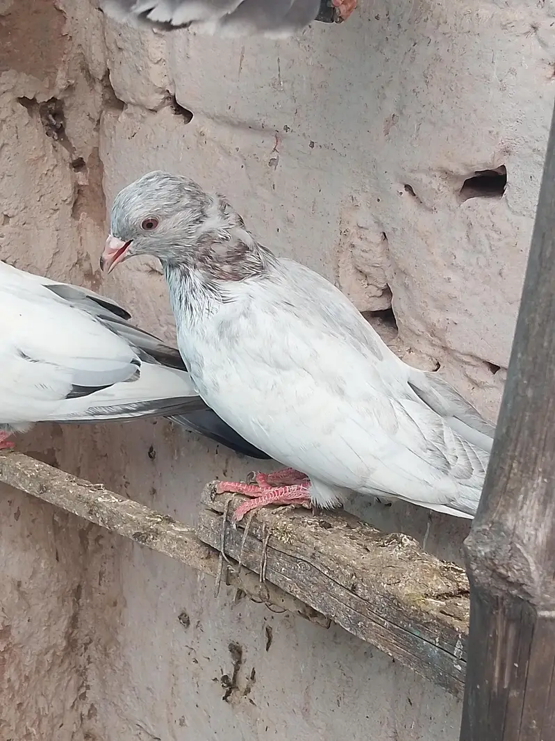 25 bachy for sale parents are attached — photo 5